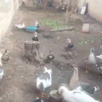 مرغ و خروس اردک و غاز|حیوانات مزرعه|هشتگرد, فاز ۱ مهستان|دیوار