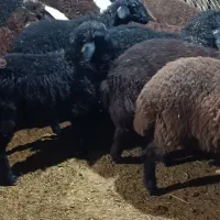 کود گوسفند کود پروار کود باغ باغچه گلخانه