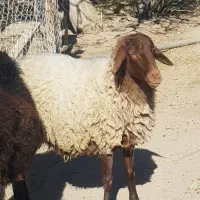 گوسفند ماده جوان آبستن