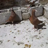 کبوتر میولمنز|پرنده|داراب, |دیوار