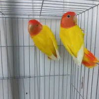 جفت کوتوله برزیلی فیشر طلایی اوپال سر قرمز