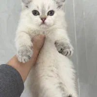 بریتیش سیلور|گربه|تهران, ستارخان|دیوار