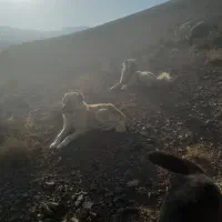 گمشده|سگ|ساوه, |دیوار