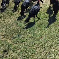 بوقلمون