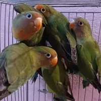 تخفیف فقط تا ۱۰ روز جوجه طوطی برزیلی کوتوله|پرنده|مشهد, رضاشهر|دیوار