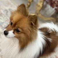 سگ پامر روباهی|سگ|شیراز, گویم|دیوار