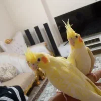 عروس هلندی لوتینو دون خور دو ماهه رام.قیمت 1600