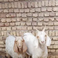 بز و برغاله و ۲ میش و بره