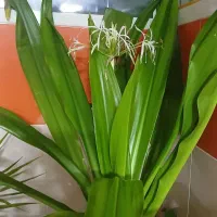 ا این گل عنکبودی با نرگس دریای است