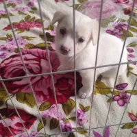 سگ شیتزو|سگ|تهران, شکوفه (عبدل آباد)|دیوار