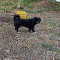 سگ خانگی|سگ|سلمانشهر, |دیوار