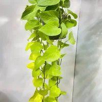 گیاهان اپارتمانی مقاوم|گل و گیاه طبیعی|تهران, مینای جنوبی|دیوار