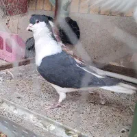 کفتر شیرازی نر