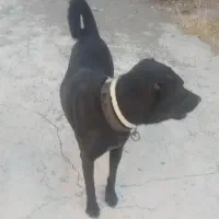 واگداری سگ|سگ|سنقر, |دیوار