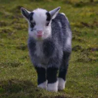 فروش کهره نر چاق