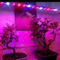 نور پرورش گل وگیاه آپارتمانی ،آکواریوم و گلخانه ای