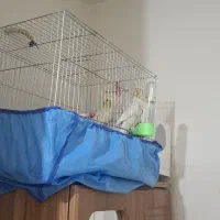 عروس با ۲جوجه سرلاکی|پرنده|ابهر, |دیوار