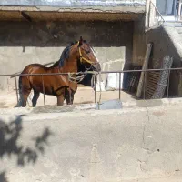 نریان شجره دار