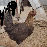 فروش 3عدد مرغ تخم گذار به همراه 4عدد جوجه