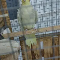 عروس هلندی|پرنده|چهاردانگه (تهران), |دیوار