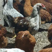 فروش جوجه محلی سه ماهه