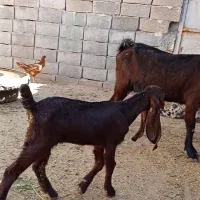 بز ماده پاکستانی بزغاله دار اصیل