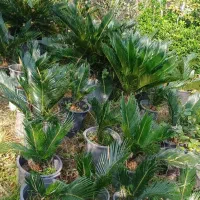 گیاه سیکاس وگل توری و شمشاد پیوندی و سرو لافسون|گل و گیاه طبیعی|چاف و چمخاله, |دیوار