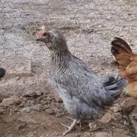 بوقلمون|حیوانات مزرعه|رباط‌کریم, شهرک صنعتی نصیرآباد|دیوار