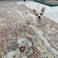 دو عدد توله جیگر(شاهد شهر)|سگ|شاهدشهر, |دیوار