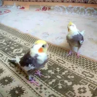 تعویض عروس هلندی سخنگو