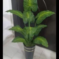 گل مهر ایران