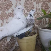 کبوتر تهرونی