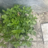 گل ناز کاکتوس برگ بیدی یوکا آلوئه ورا و میخک هندی