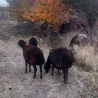 گوسفند|حیوانات مزرعه|نوشین شهر, |دیوار