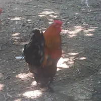مرغ و خروس