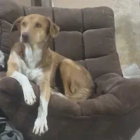 سگ گمشده