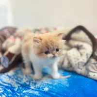 واگذاری گربه اگزوتیک|گربه|شیراز, رکنآباد|دیوار