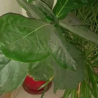 گل طبیعی
