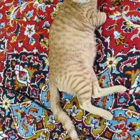 گربه|گربه|اهواز, کمپلو جنوبی|دیوار