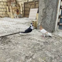 خوشرنگ سیاه موقلف پرنده|پرنده|قزوین, |دیوار