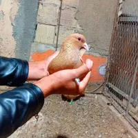 جفت زرد|حیوانات|رفسنجان, |دیوار