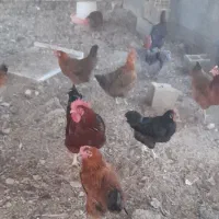 مرغ رسمی تخمگذار|حیوانات مزرعه|مشکین‌دشت, |دیوار