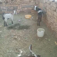 بز پاکستانی