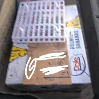 تخم نطفه دار،جوجه بلدرچین کانادایی|حیوانات مزرعه|زاهدان, |دیوار