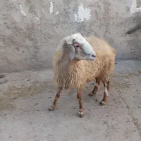 قوچ دامازدیق