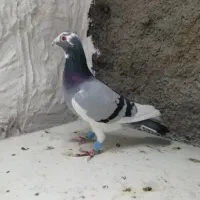 کبوترآلمانی