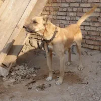 سگ نگهبان سفت سرابی|سگ|مرند, |دیوار