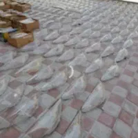 چراغ ۲۰۷ دنا تعویض طلق.تعمیربرد.تعویض باسپرت. نو|قطعات یدکی و لوازم جانبی|تهران, مسعودیه|دیوار