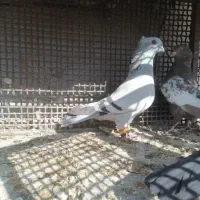 کفتر سبز شامی. وسیاه و  یال و پشت سیاه..|پرنده|شیراز, سعدیه شمالی|دیوار