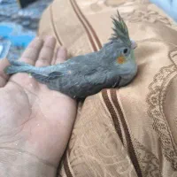 فروخته شد|پرنده|سوسنگرد, |دیوار